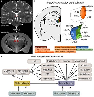 Habenula as a Neural Substrate for Aggressive Behavior